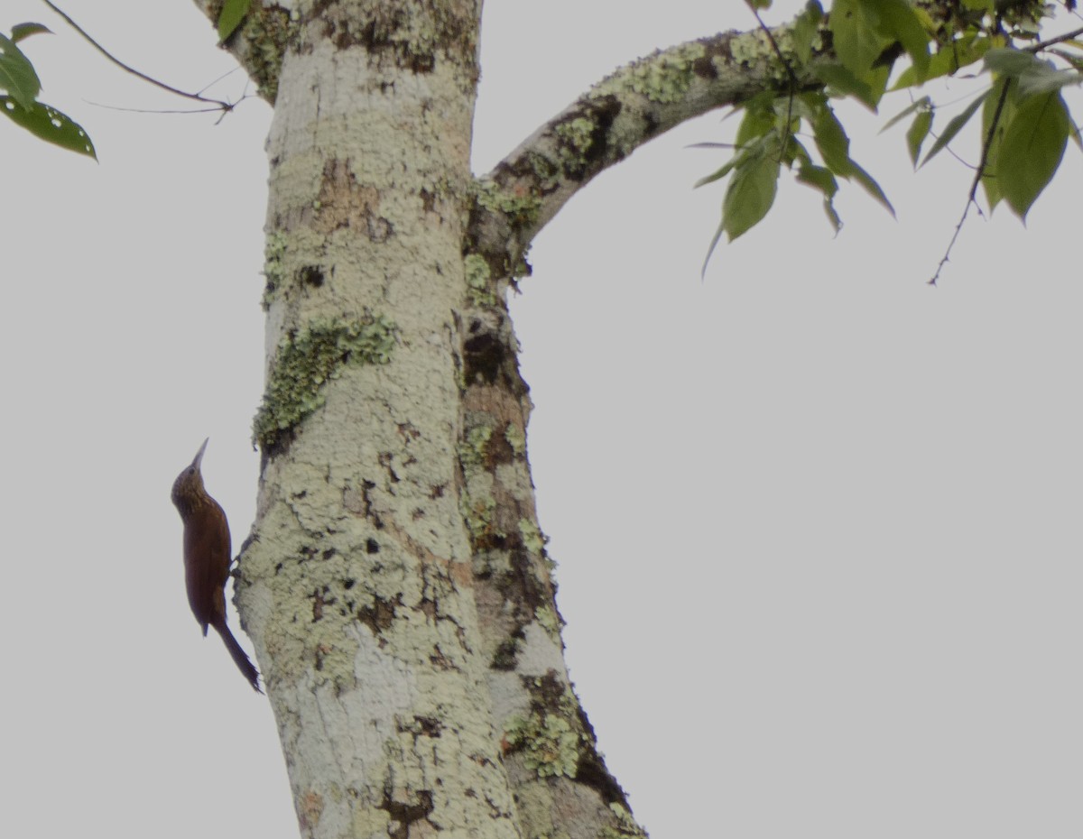 Buff-throated Woodcreeper - ML620394906