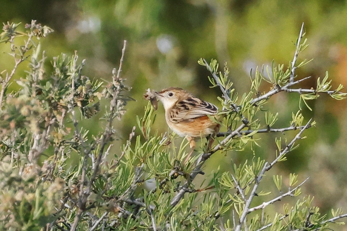 Zitting Cisticola - ML620394912