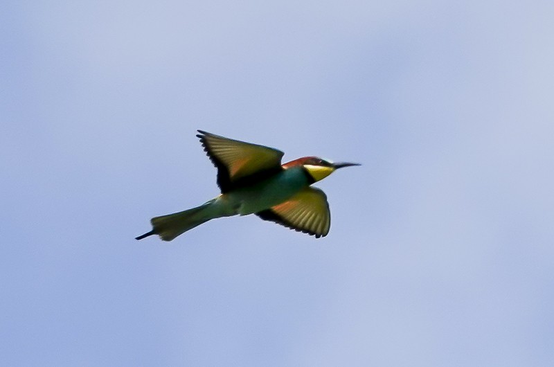 European Bee-eater - ML620394917