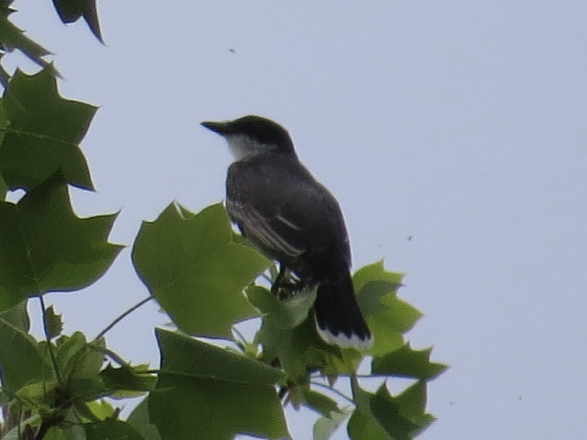 Eastern Kingbird - ML620394921