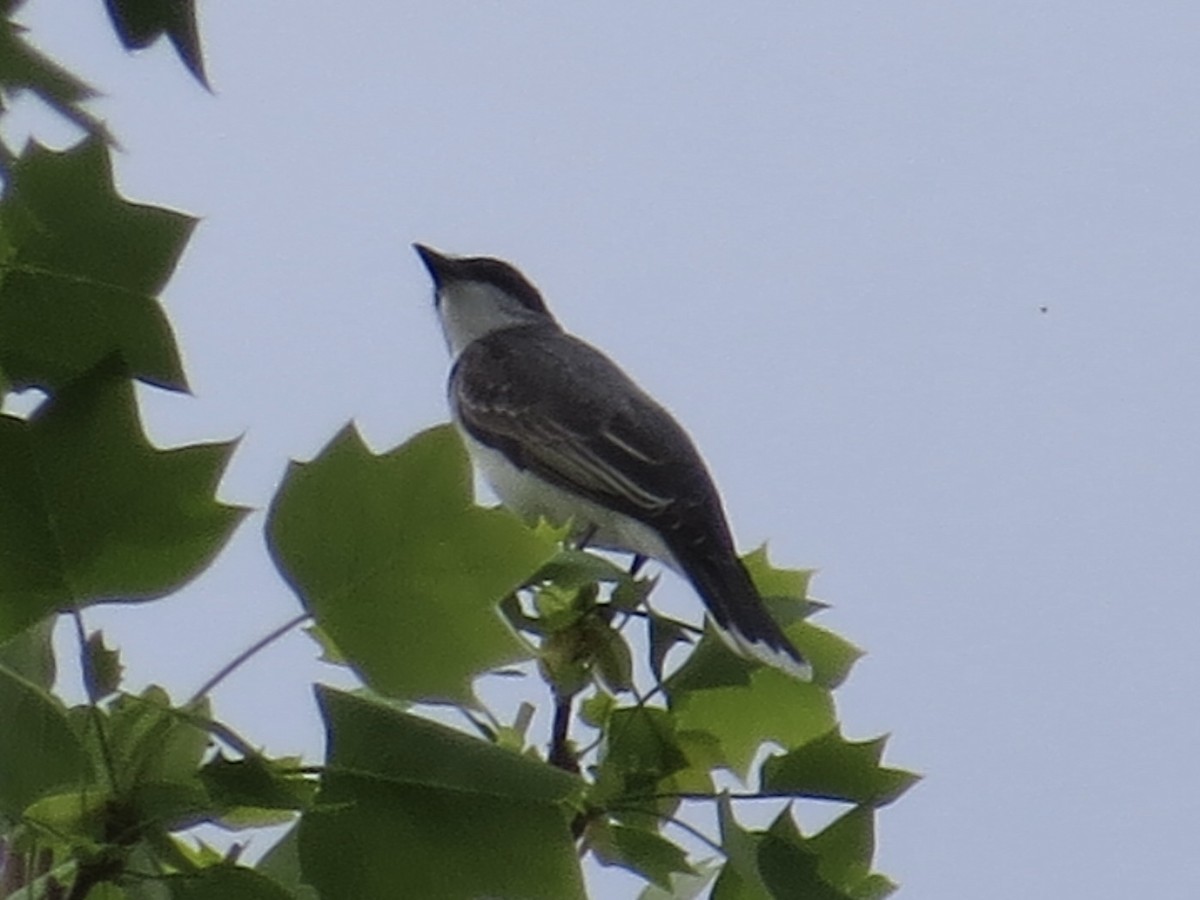 Eastern Kingbird - ML620394922