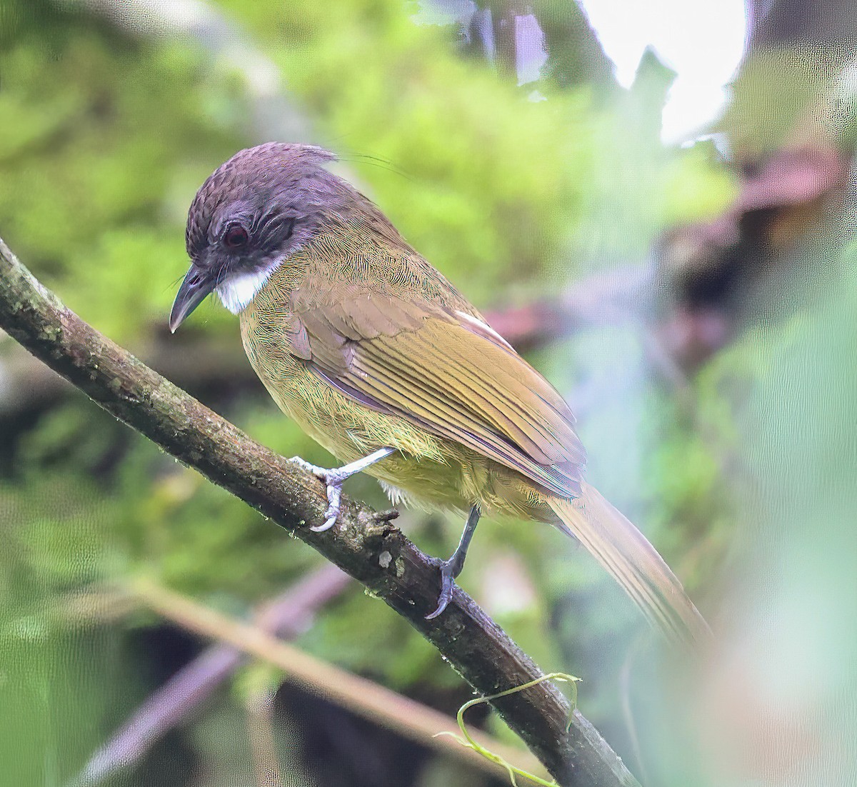 Red-tailed Greenbul - ML620394931