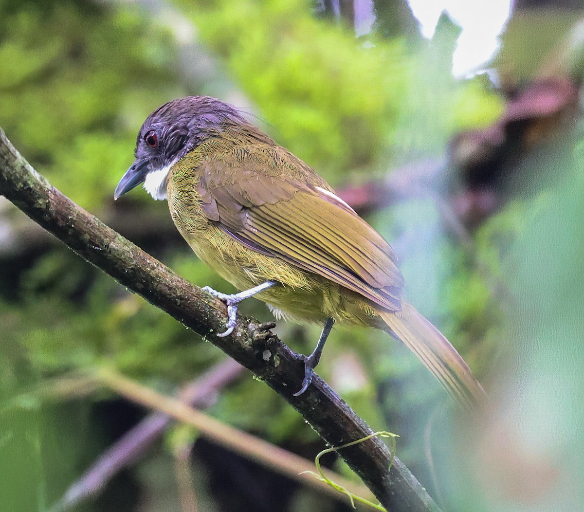 Red-tailed Greenbul - ML620394932
