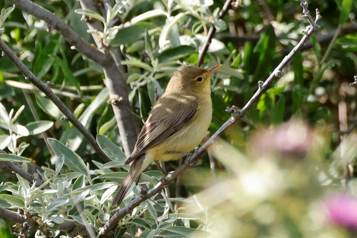 Melodious Warbler - ML620394938