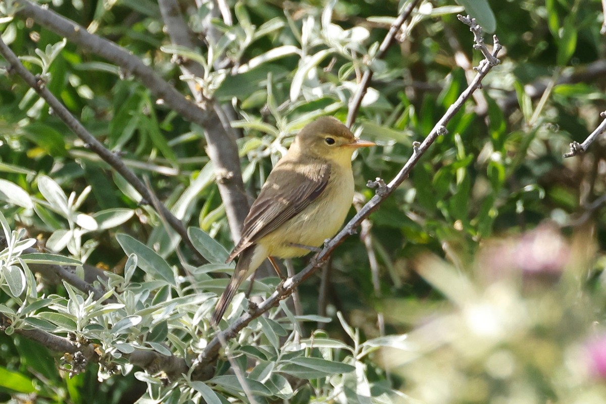 Melodious Warbler - ML620394939