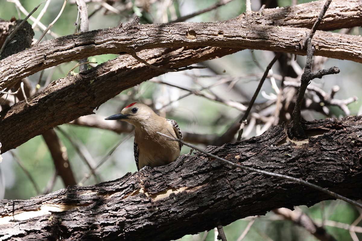 Gila Woodpecker - ML620394941