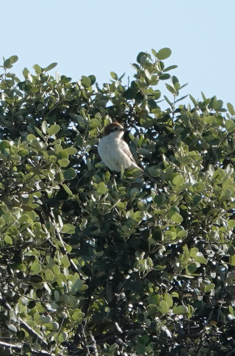 Woodchat Shrike - ML620394944