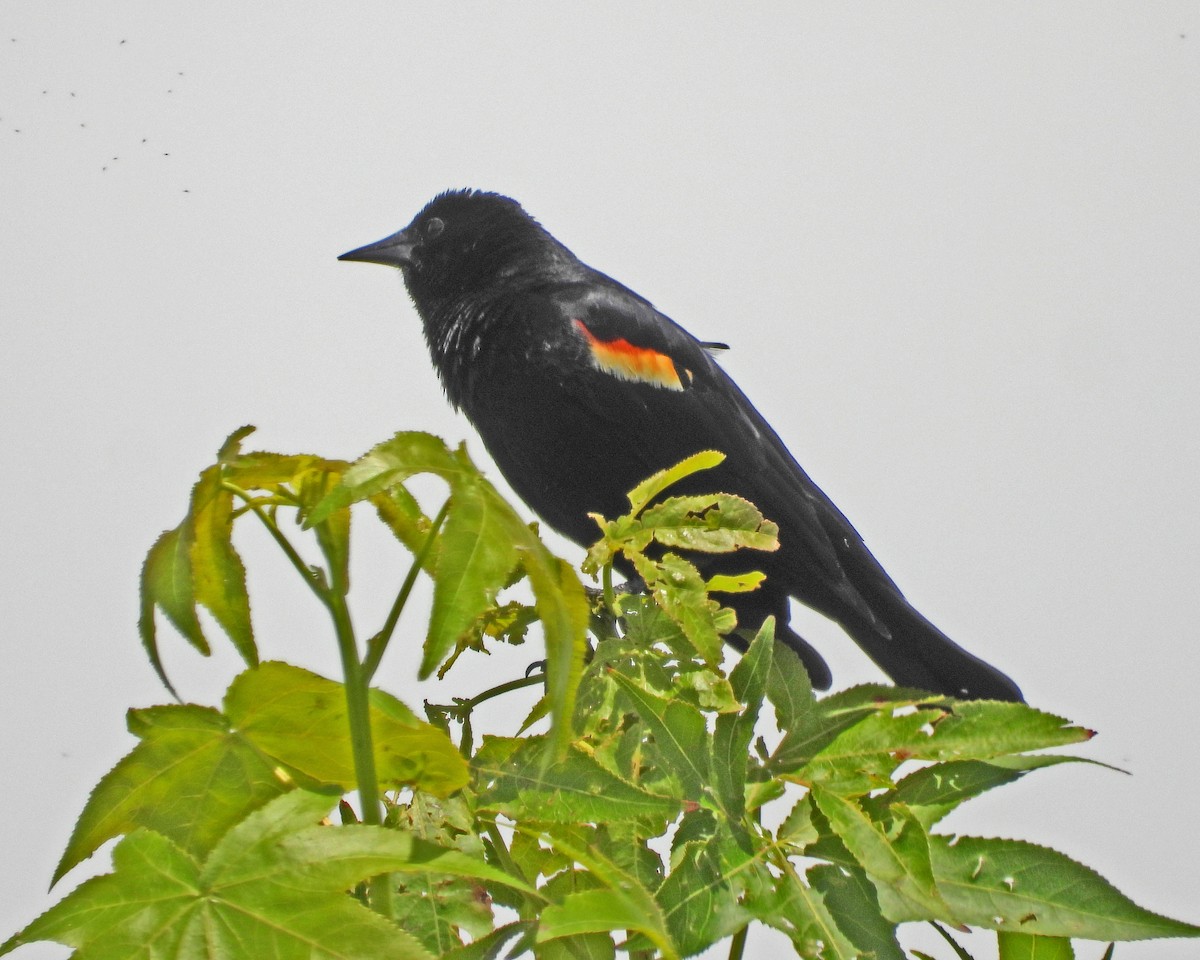Red-winged Blackbird - ML620394955