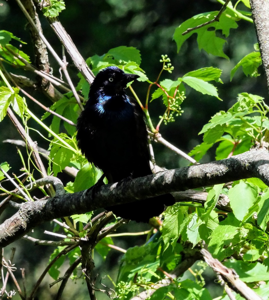 Common Grackle - ML620394956