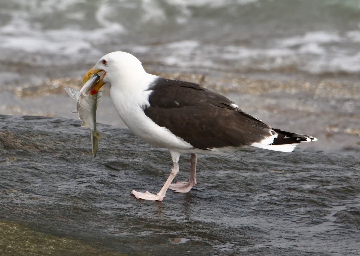 Great Black-backed Gull - ML620394961