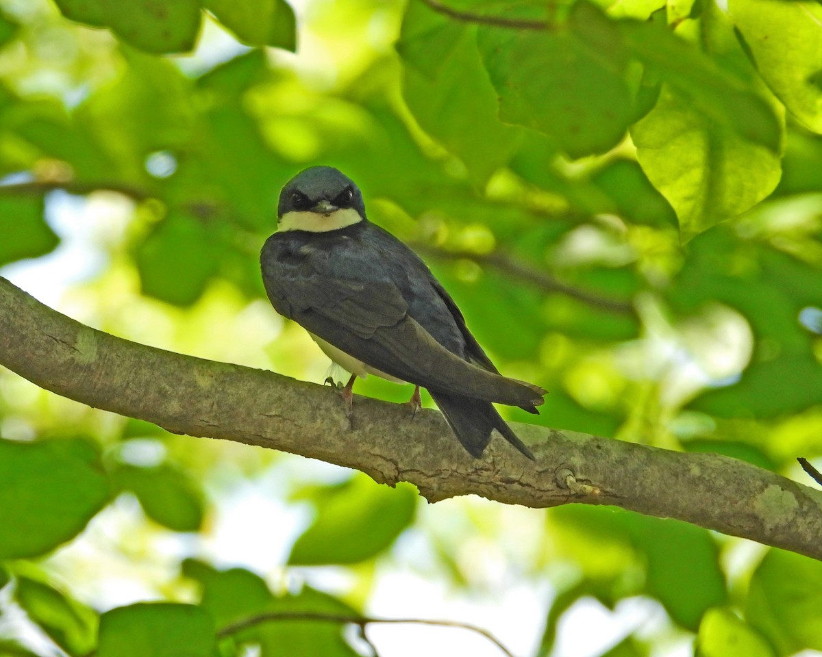 Golondrina Bicolor - ML620394979