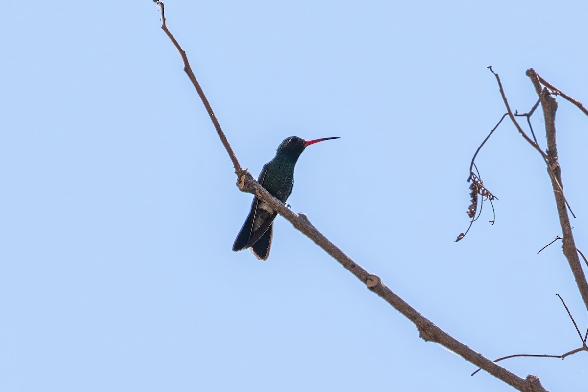 Broad-billed Hummingbird - ML620394982