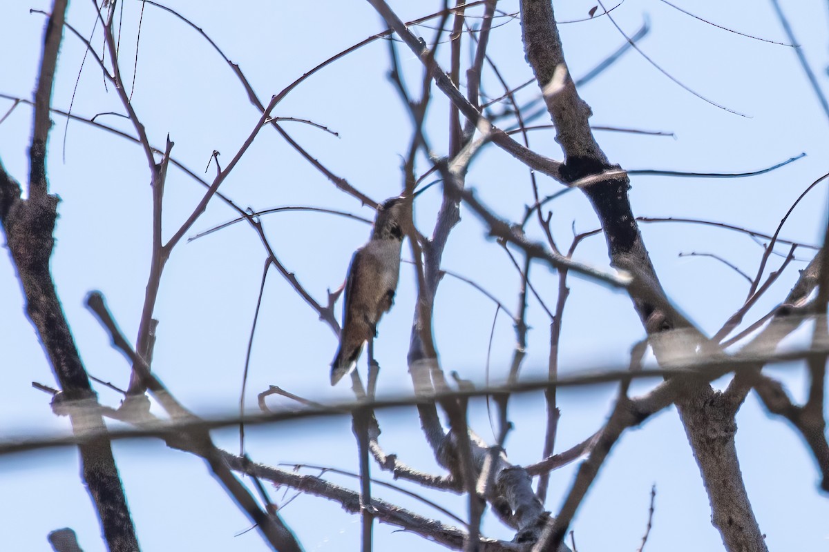 Trochilidae sp. - ML620394989