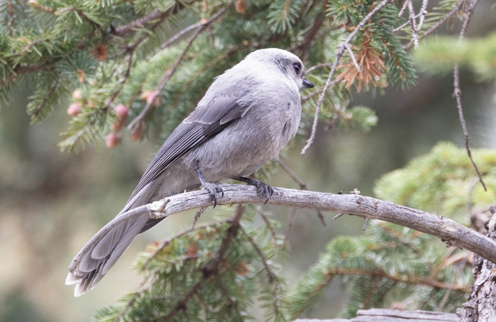 Canada Jay - ML620394993