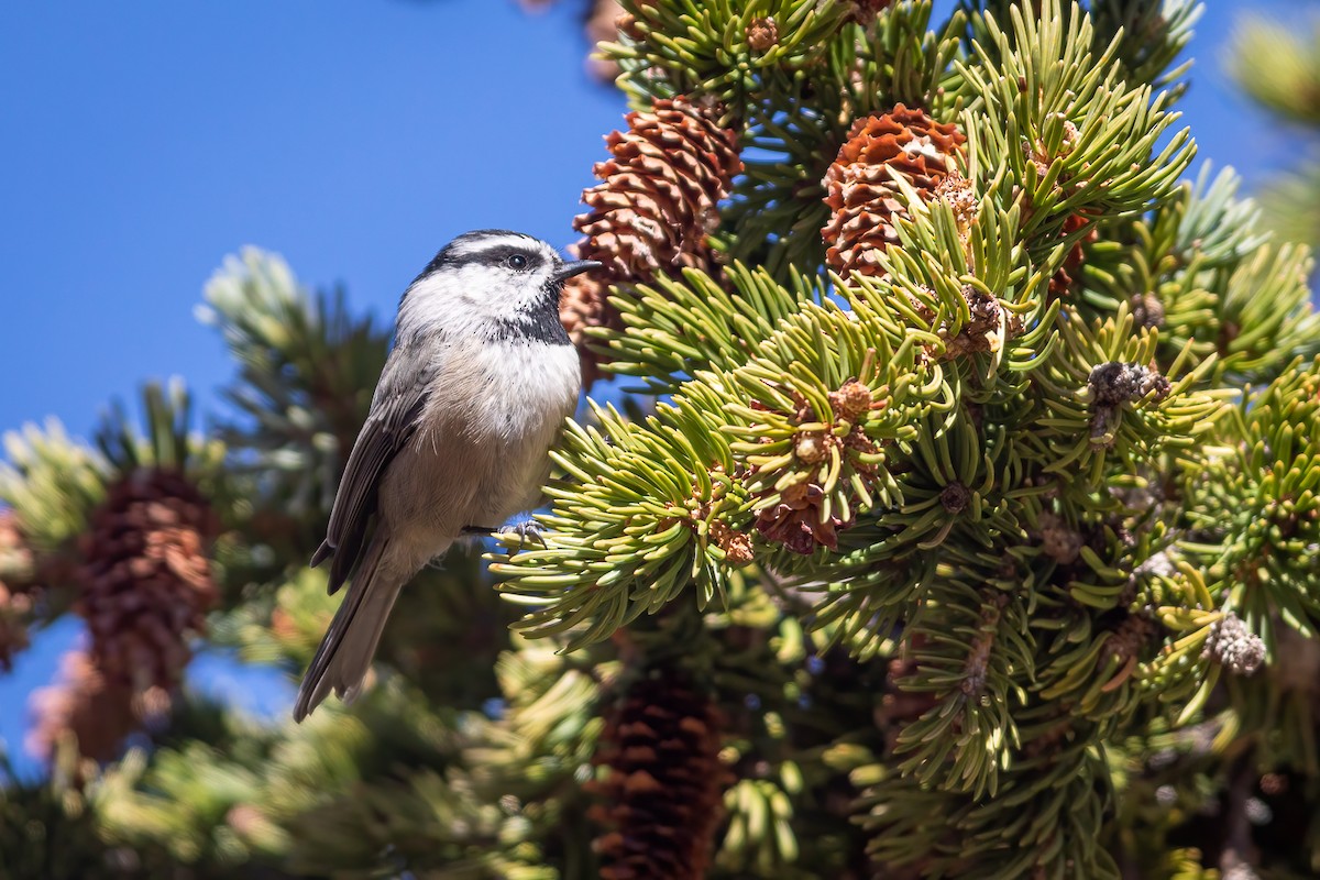 Mountain Chickadee - ML620394999