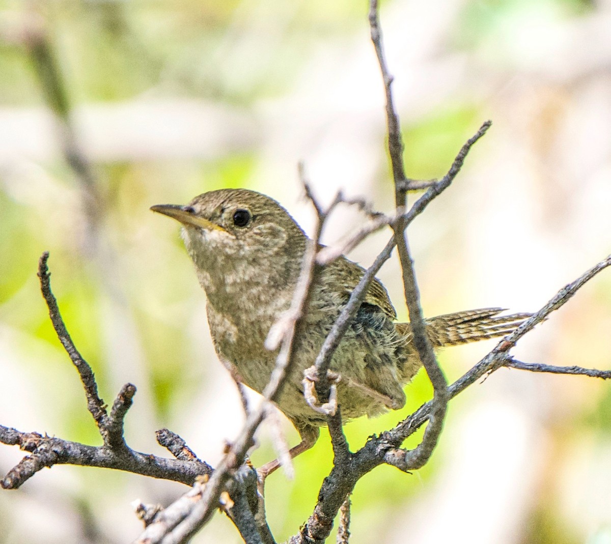 House Wren - ML620395013