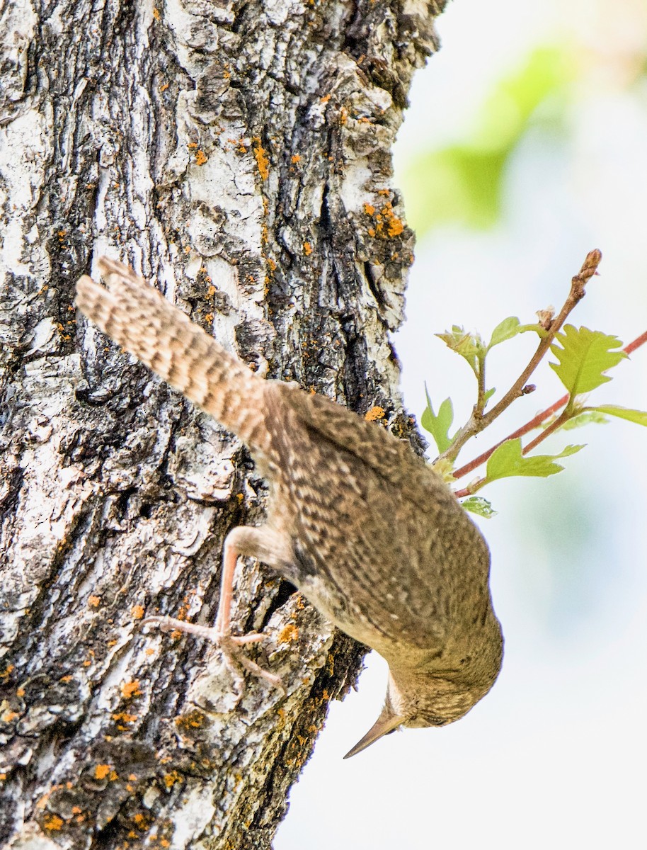 House Wren - ML620395014