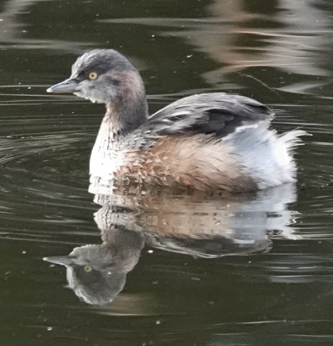 Australasian Grebe - ML620395020