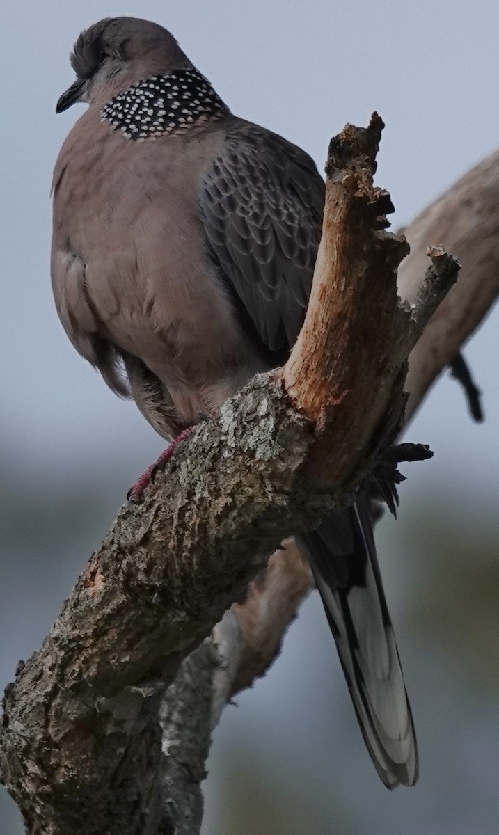 Spotted Dove - ML620395036
