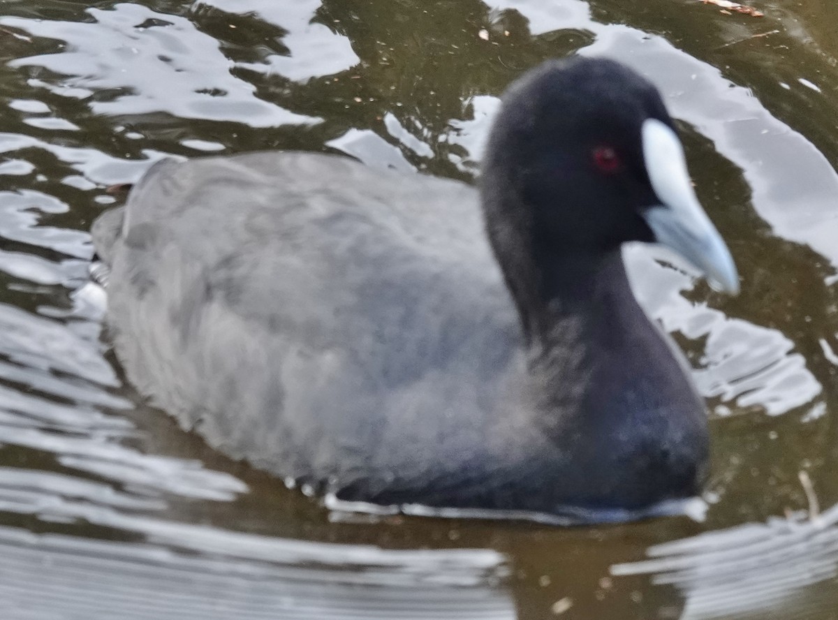 Eurasian Coot - ML620395045