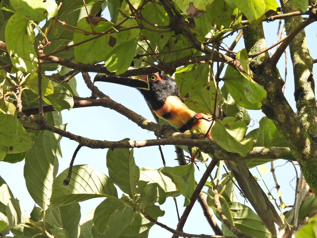 Collared Aracari - ML620395056