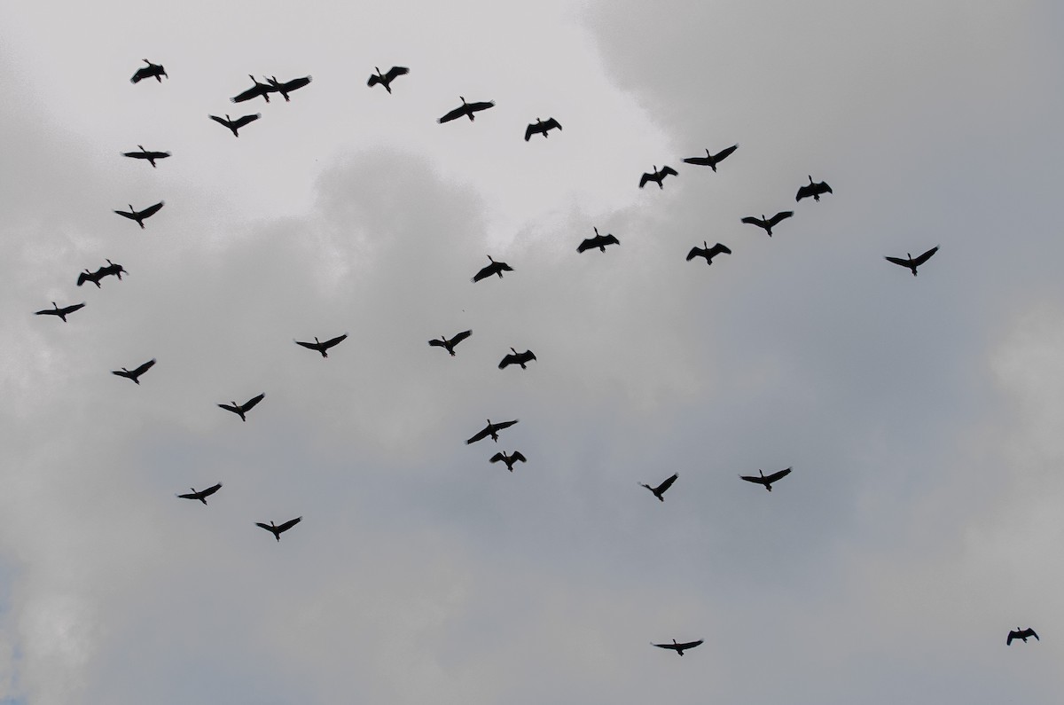 Black-bellied Whistling-Duck - ML620395060