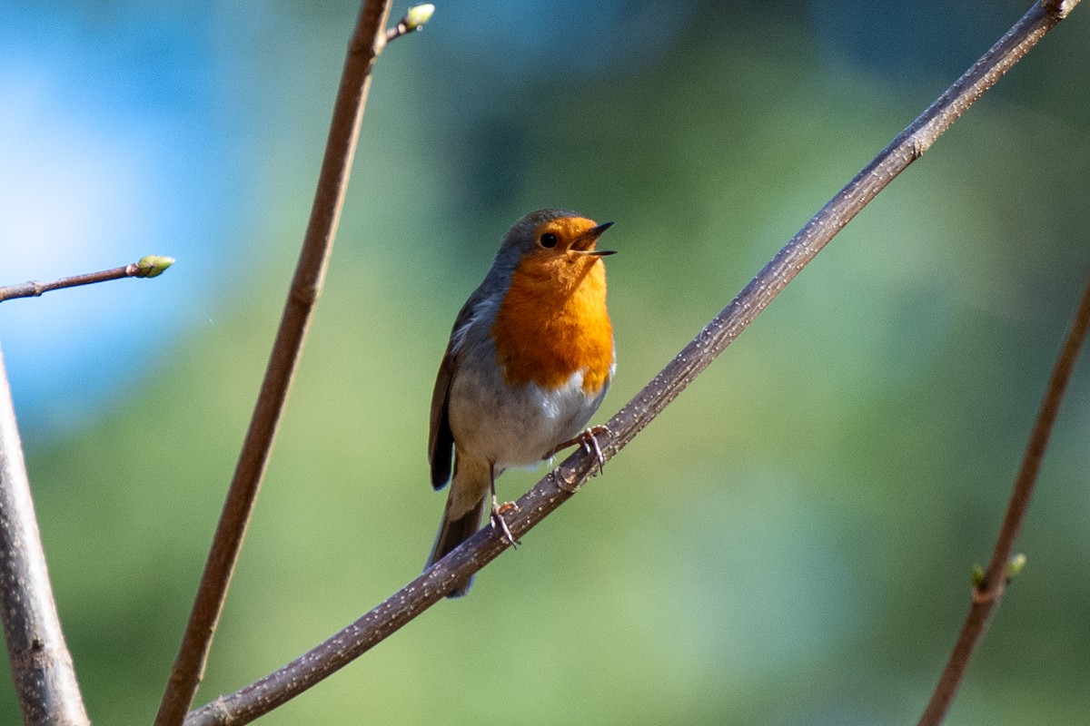 European Robin - ML620395061