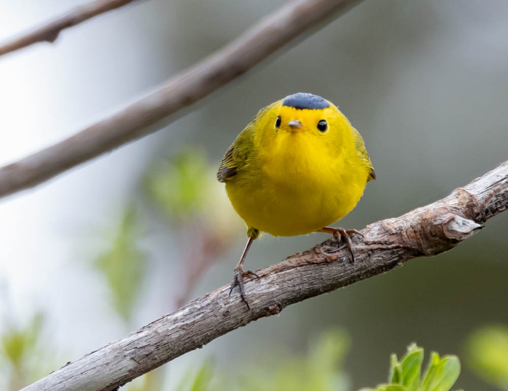 Wilson's Warbler - ML620395068