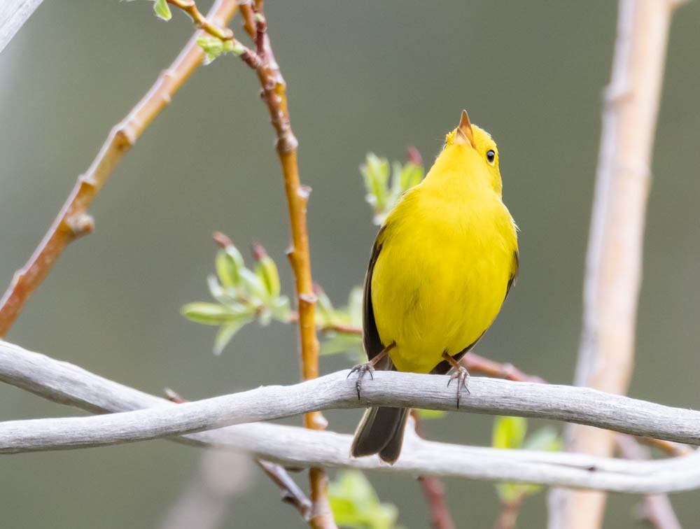 Wilson's Warbler - ML620395069