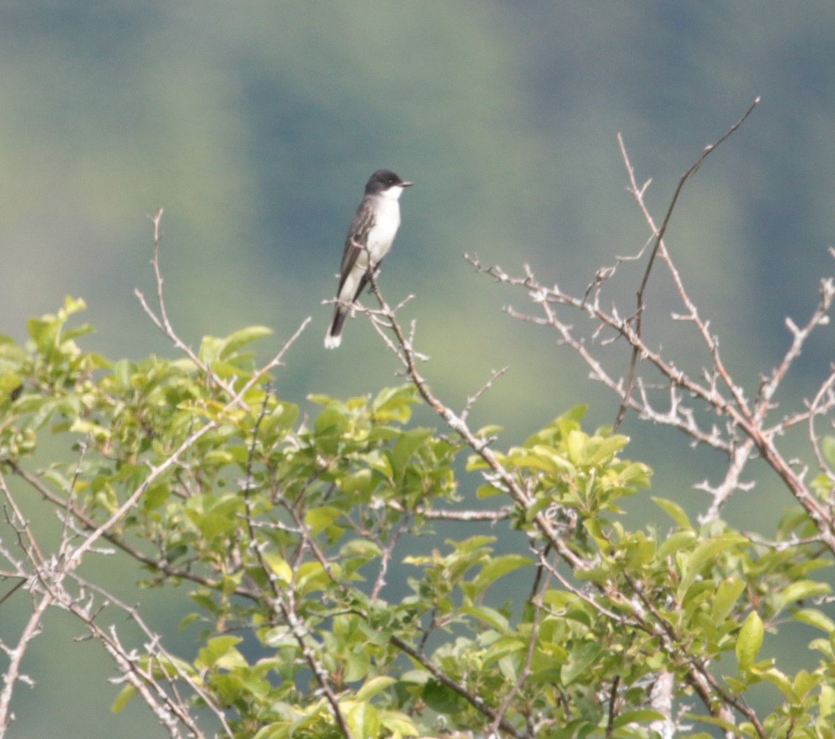 Eastern Kingbird - ML620395072