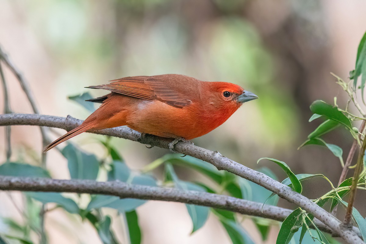 Hepatic Tanager (Lowland) - ML620395074