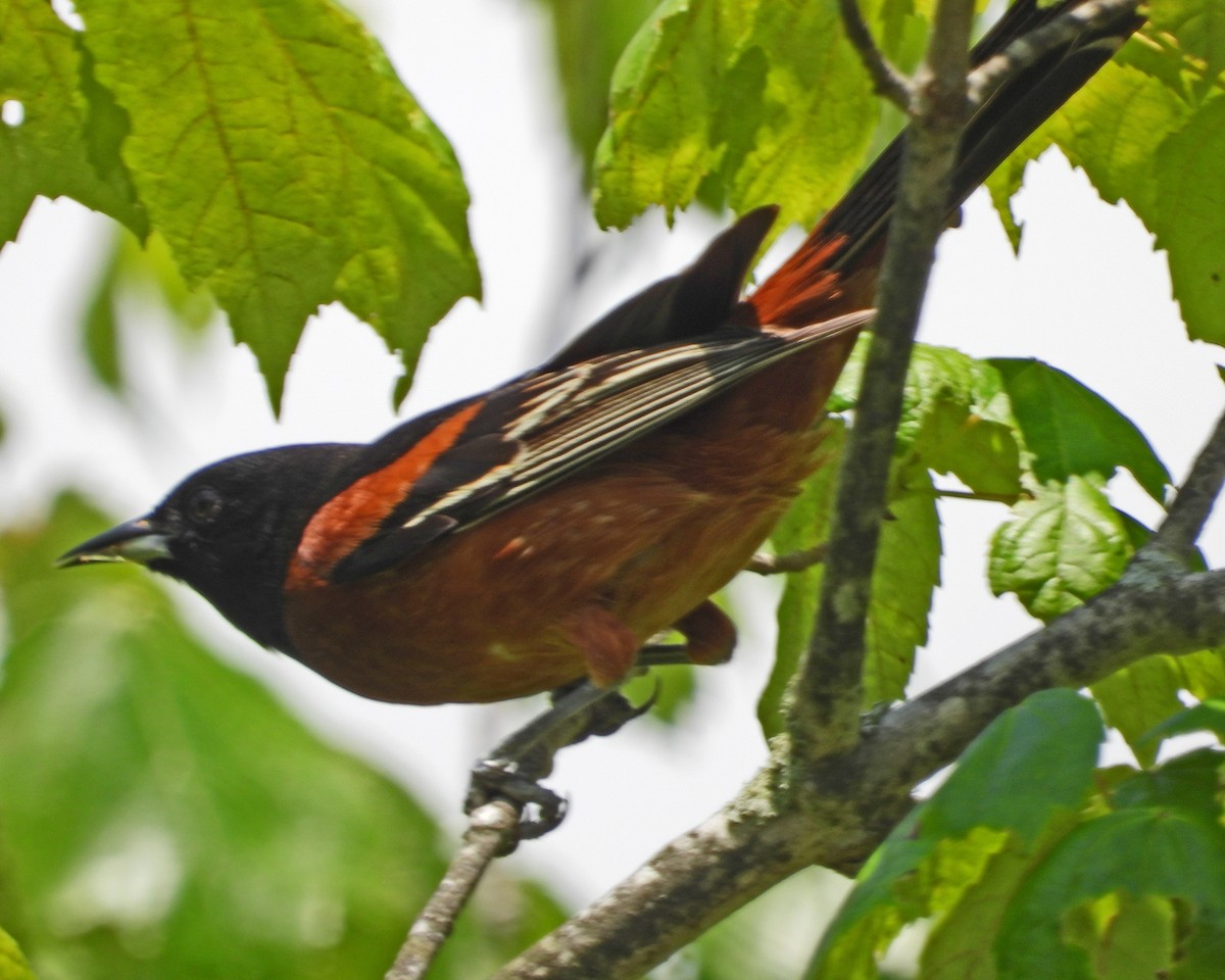 Orchard Oriole - ML620395078