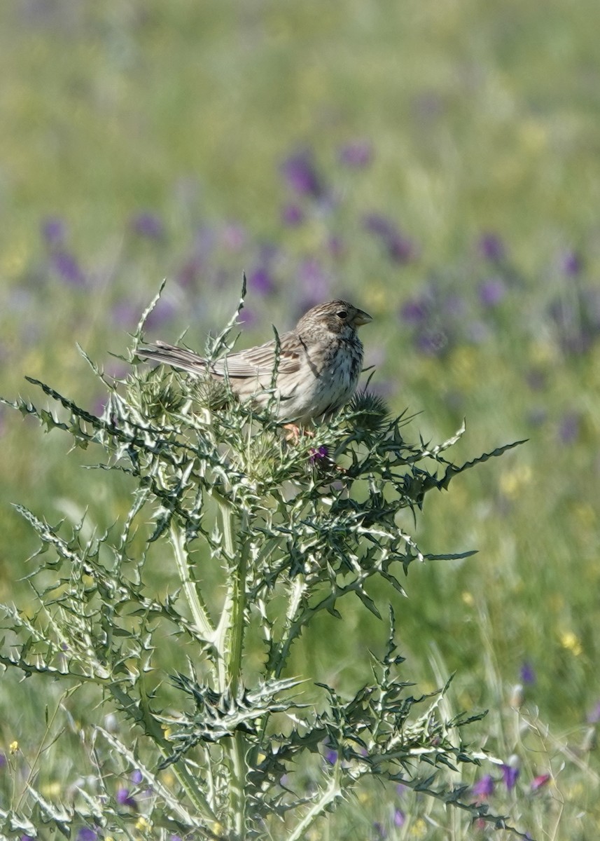 Corn Bunting - ML620395079