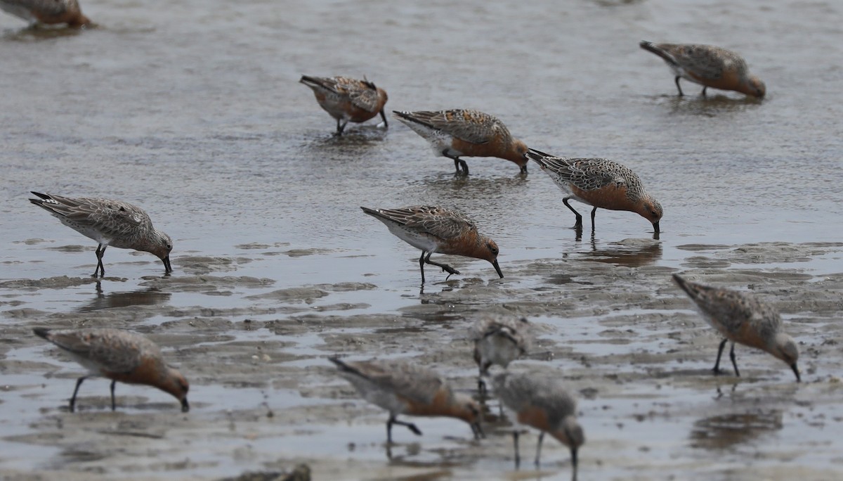 Red Knot - ML620395088