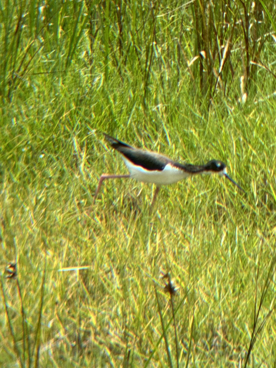 Cigüeñuela Cuellinegra (Hawaiana) - ML620395089