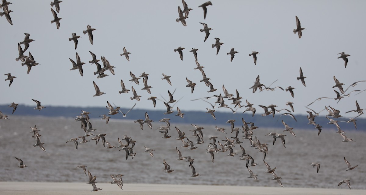 Red Knot - ML620395091