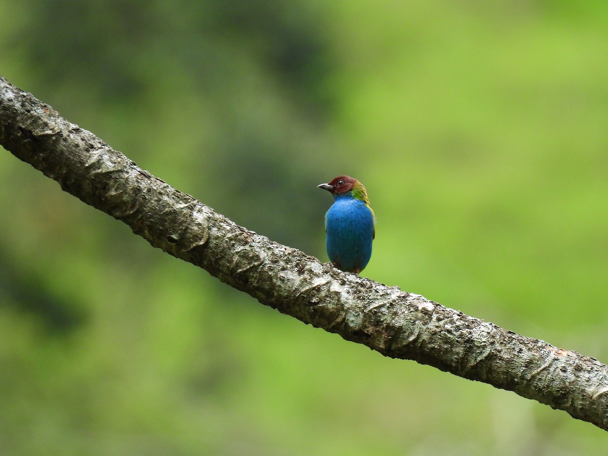 Bay-headed Tanager - ML620395094