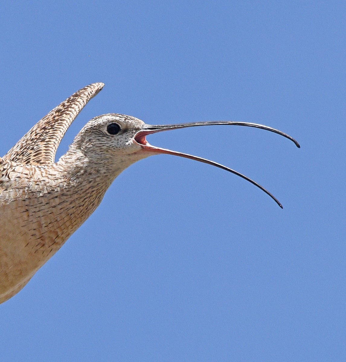 Long-billed Curlew - ML620395103