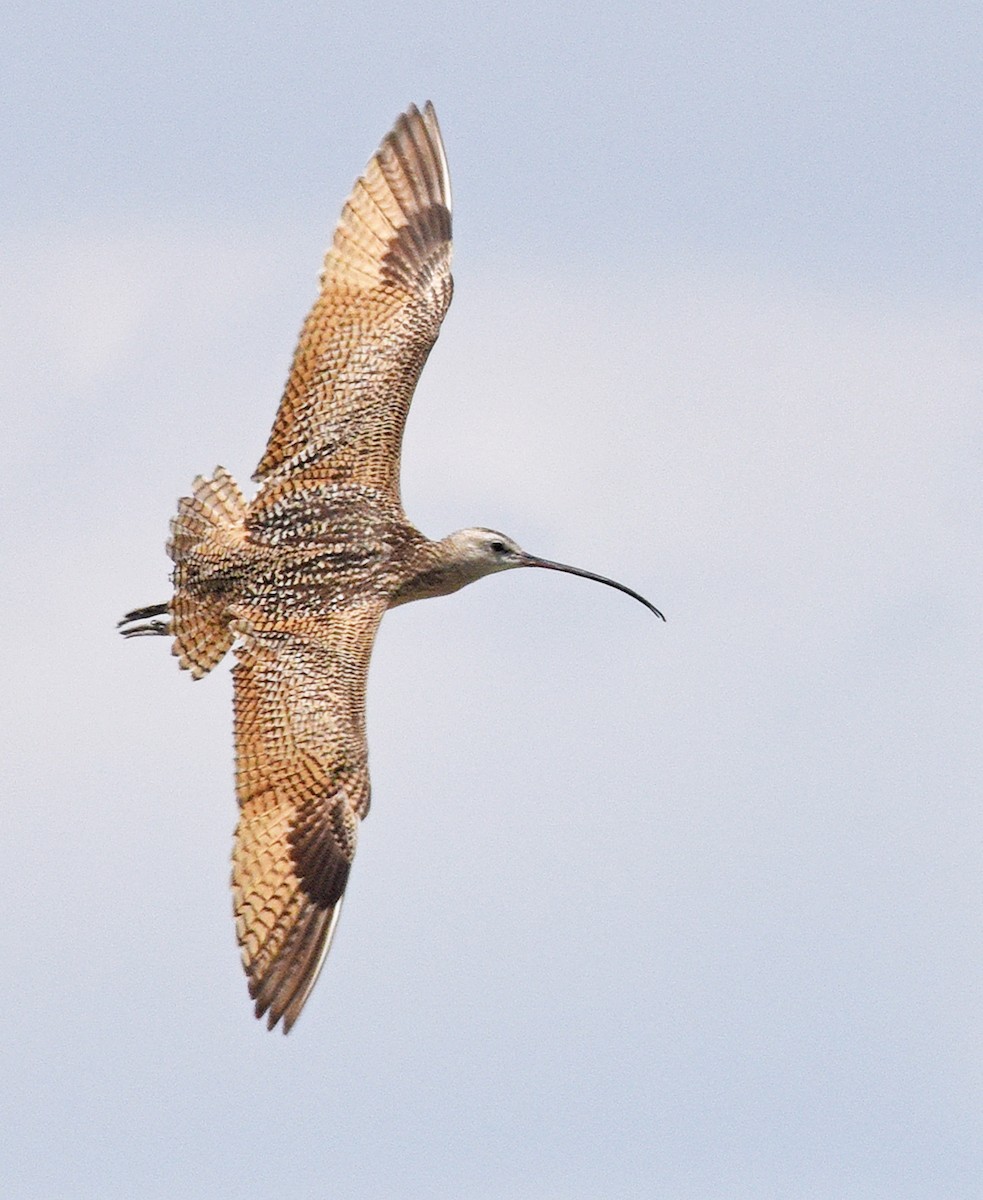 Long-billed Curlew - ML620395105