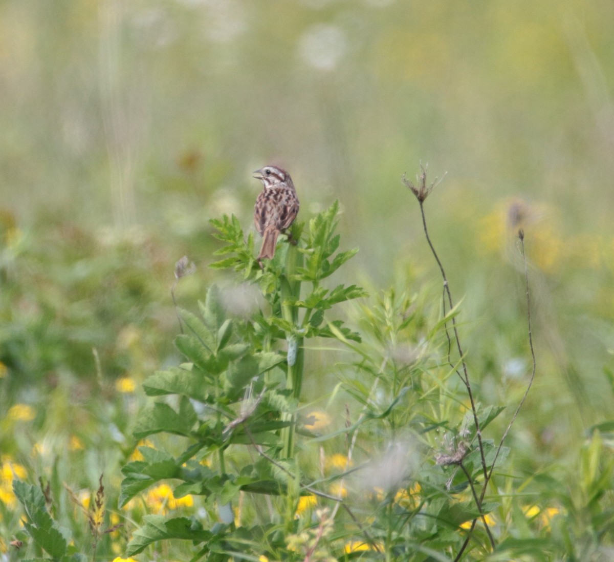 Song Sparrow - ML620395106