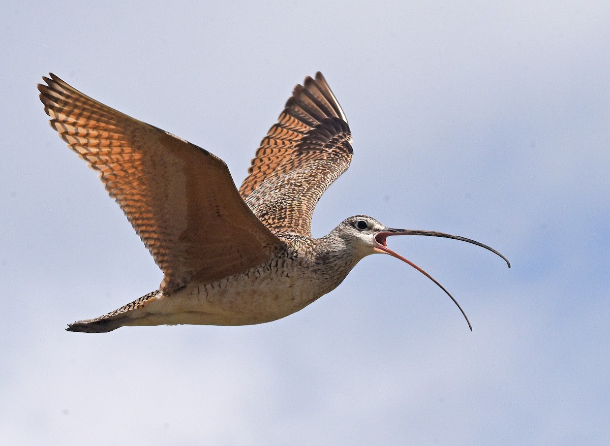 Long-billed Curlew - ML620395109
