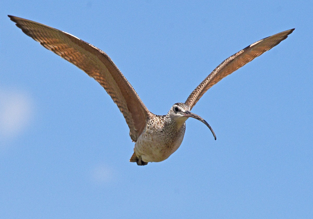 Long-billed Curlew - ML620395111