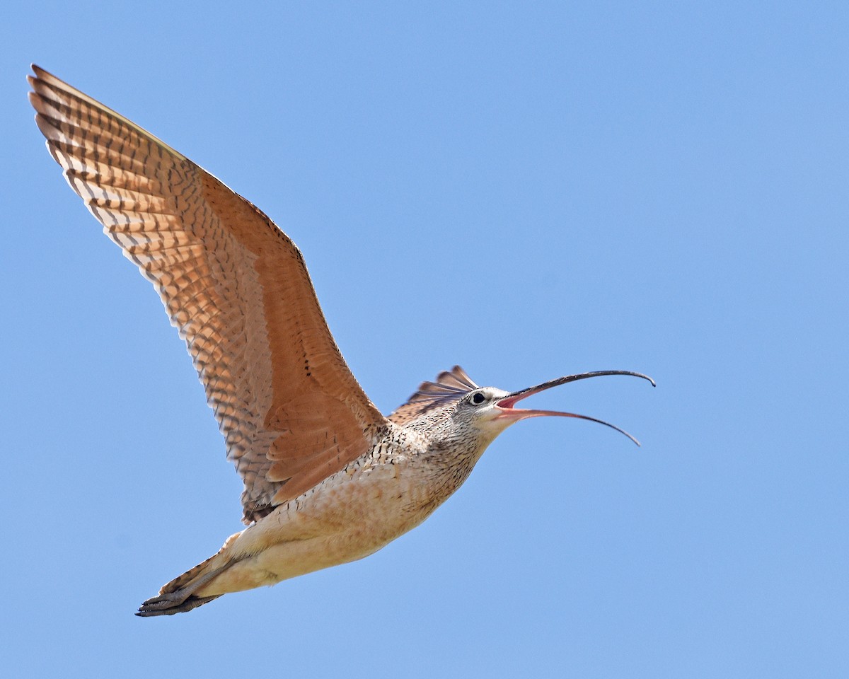 Long-billed Curlew - ML620395112