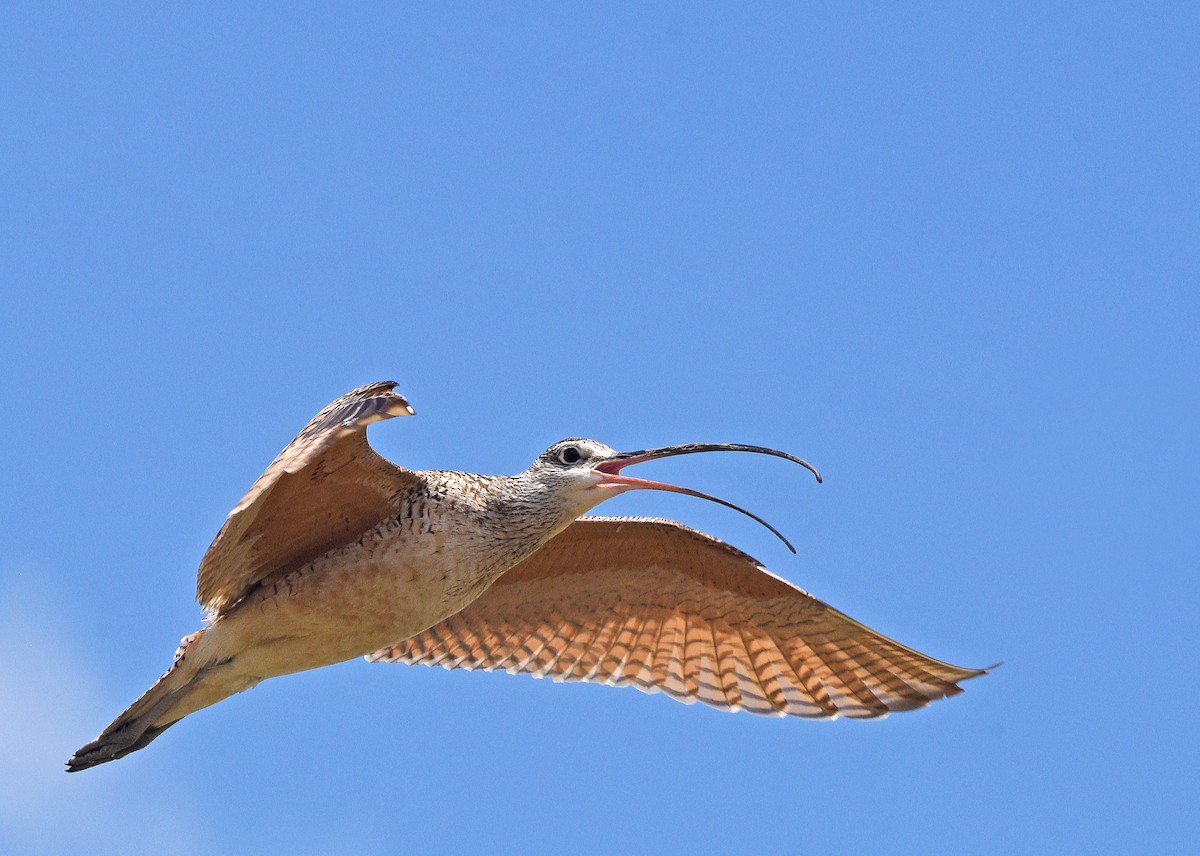 Long-billed Curlew - ML620395113