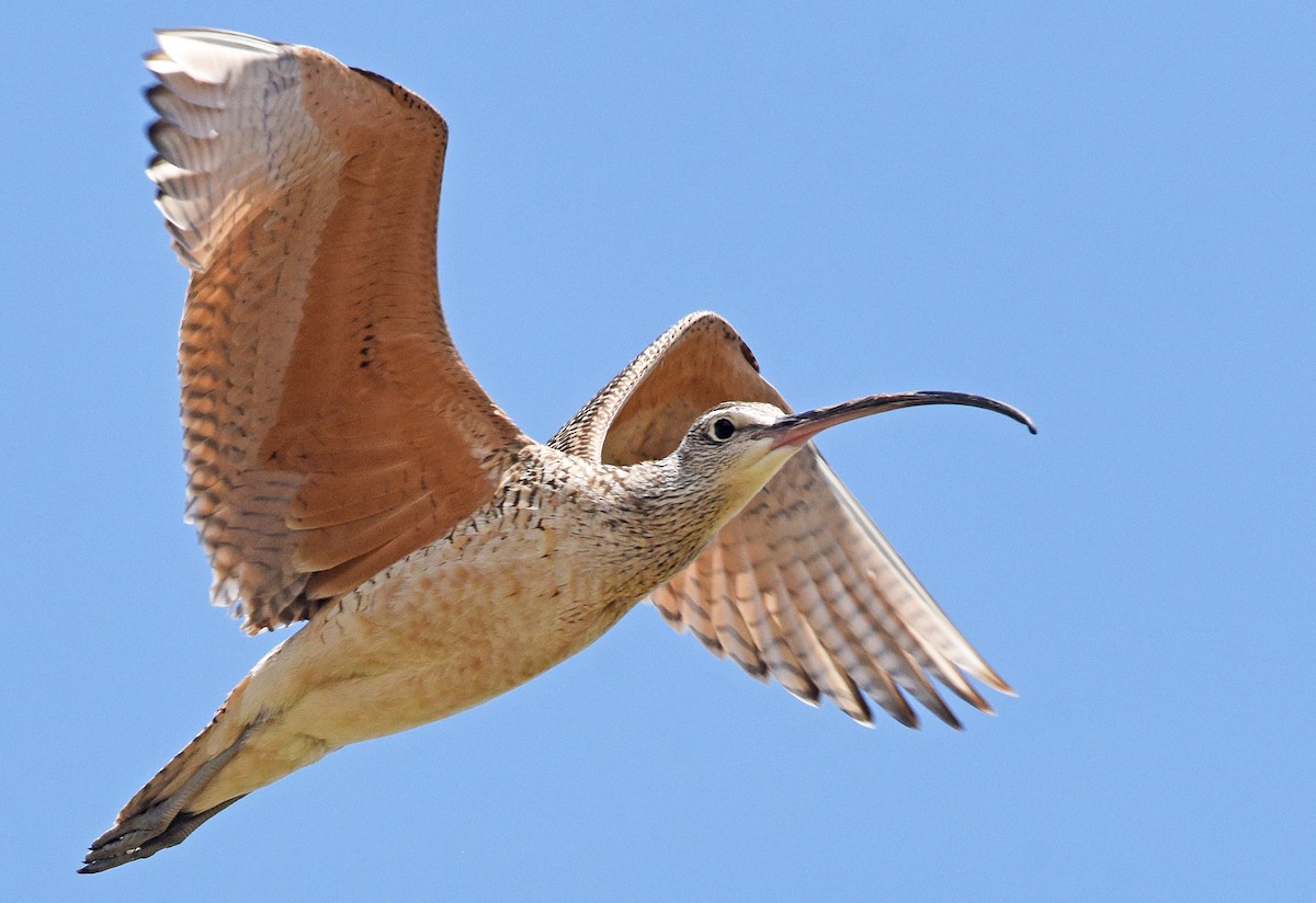 Long-billed Curlew - ML620395114