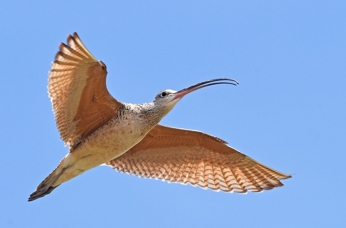 Long-billed Curlew - ML620395116
