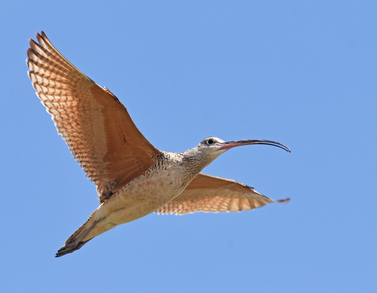 Long-billed Curlew - ML620395117
