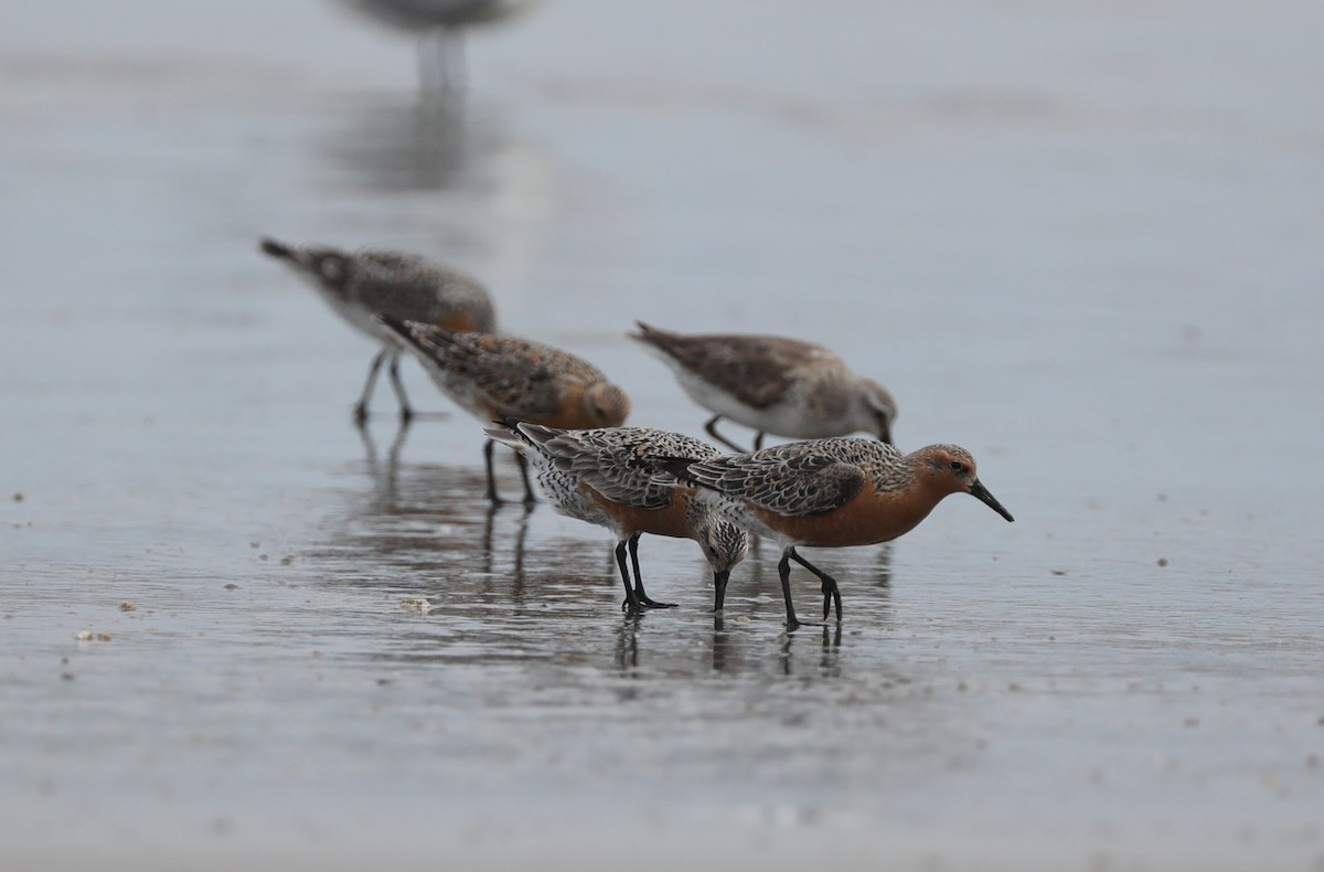 Red Knot - ML620395121