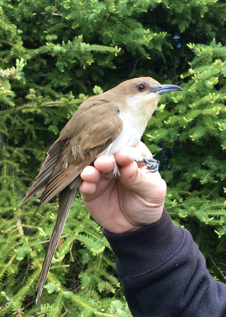 Black-billed Cuckoo - ML620395123