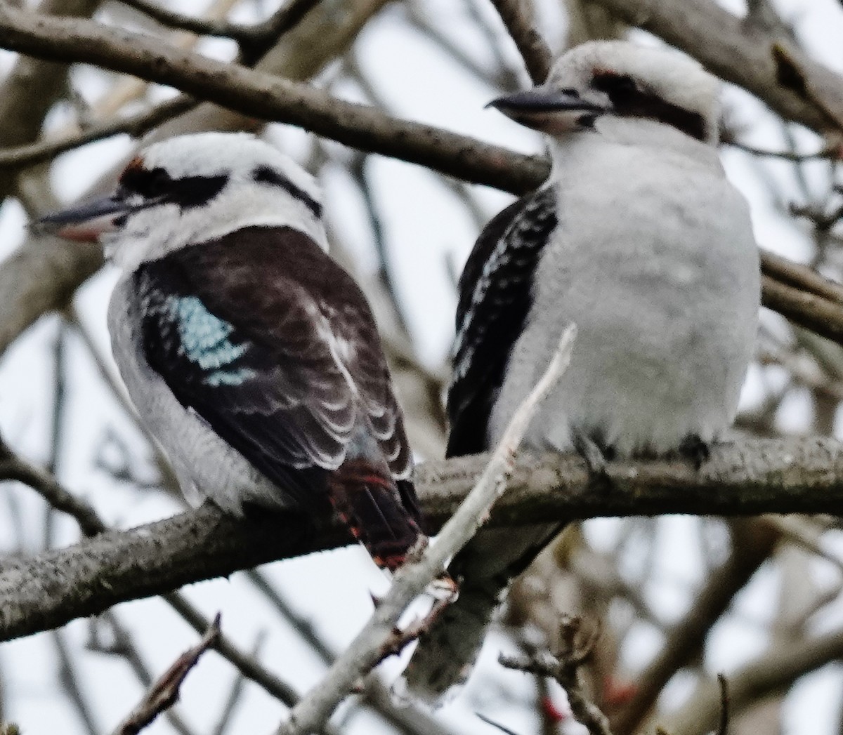 Laughing Kookaburra - Alan Coates